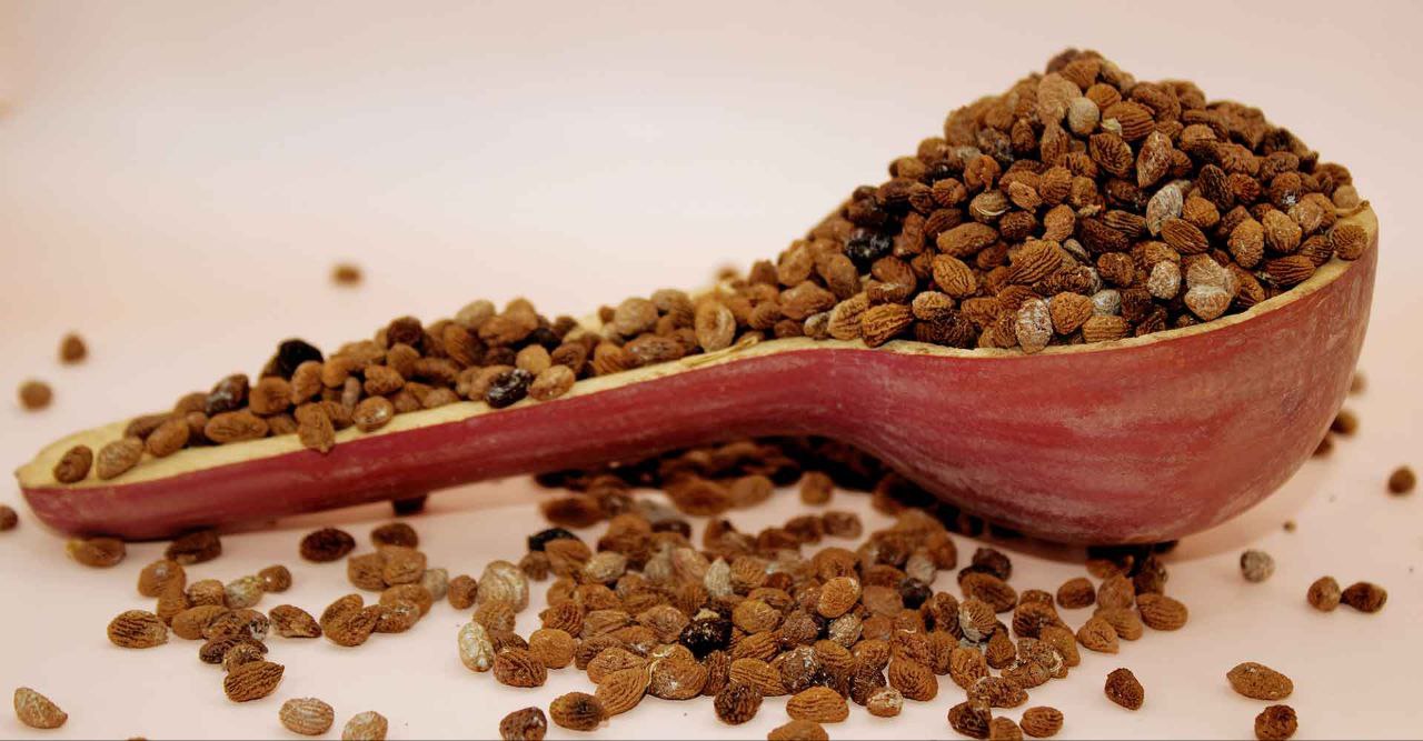 Ibogaine Seeds