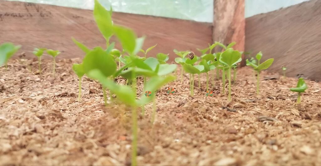 Iboga sustainability