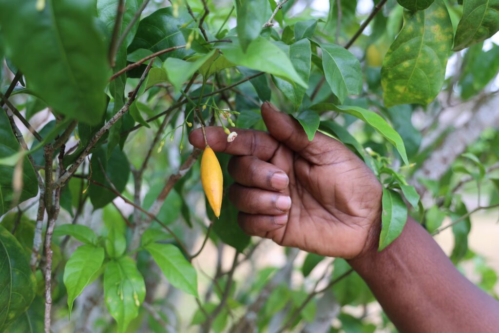 Iboga sustainability