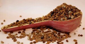 We guarantee high-quality, fresh iboga seeds and 10–15% more seeds than most other sellers.