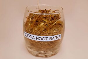 We only get the root bark from the iboga plant and make sure that the plant stays alive so it is sustainable.